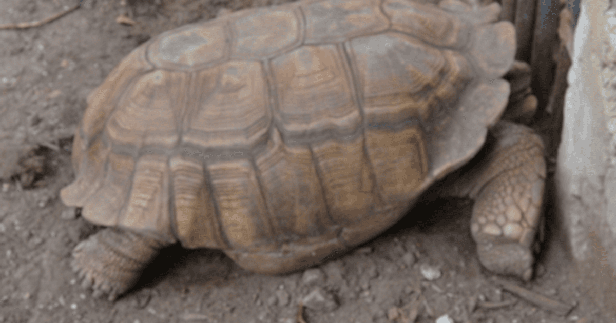 La Tortue