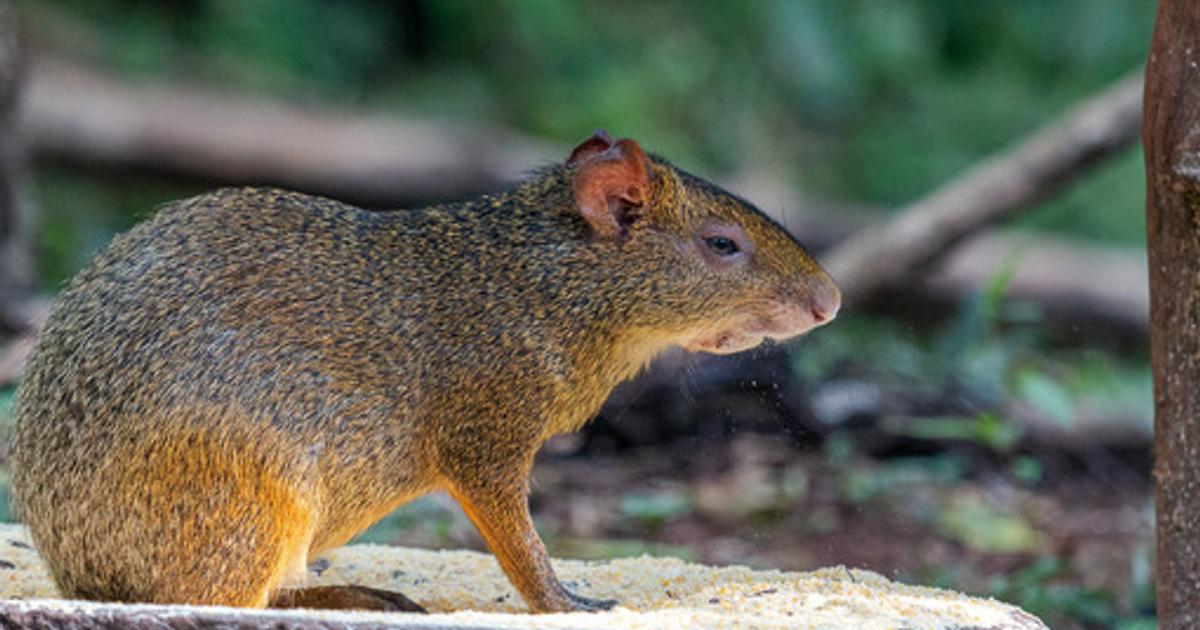 L'Agouti d'Azara