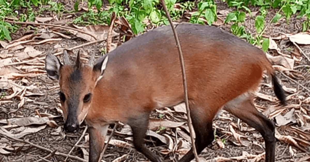 La Biche