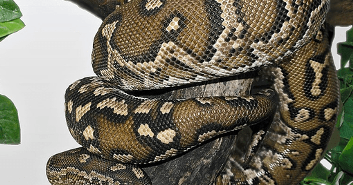 Le Python