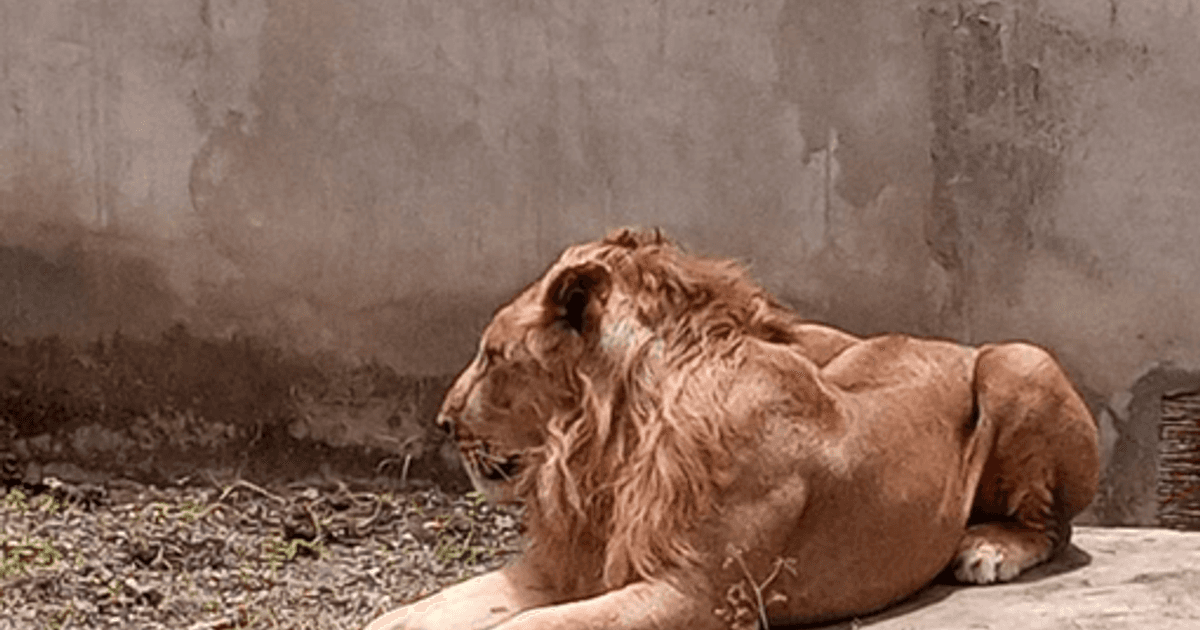 Le Lion