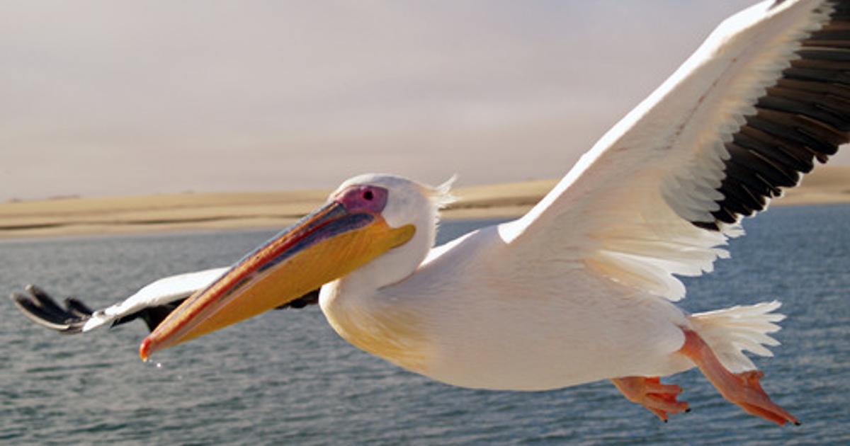 Le Pélican Blanc