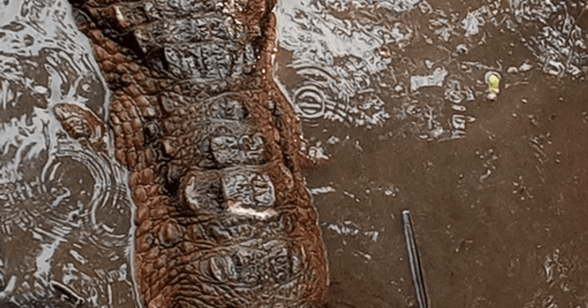 Le Crocodile