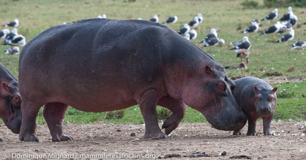L'Hippopotame